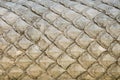 Closeup Thai line photo of statue animal skin