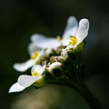 Closeup of thale cress flowers in a field under the sunlight with a blurry background