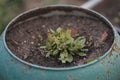 Closeup of Thale cress plant in a pot