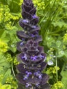 closeup of thclose up of the flowers of Bugle or Bugleweed (Ajuga reptans) on an alpine meadow in Austria, Europe