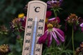 Closeup of a thermometer showing the high temperature at which flowers and plants wither and die Royalty Free Stock Photo