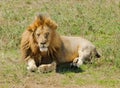 Closeup of thew King of the jungle a male lion resting Royalty Free Stock Photo