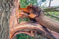 Thick branches broken off from tree trunk Royalty Free Stock Photo