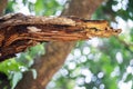Closeup of thick branches after a storm broken off from a tree trunk. Royalty Free Stock Photo