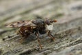 Closeup on a thick headed fly, the Spot-winged Spring Beegrabber, Myopa tessellatipennis, a parasite on solitary bees,