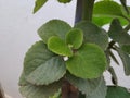 Closeup Thick leaves of Plectranthus amboinicus mexican mint or Doddapatre fragrant herbal plant growing in a flowerpot.