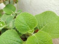 Closeup Thick leaves of Plectranthus amboinicus mexican mint or Doddapatre fragrant herbal plant growing in a flowerpot.