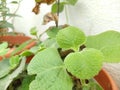 Closeup Thick leaves of Plectranthus amboinicus mexican mint or Doddapatre fragrant herbal plant growing in a flowerpot.