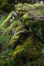 Closeup of thick moss growing on rocks in the scottish highlands