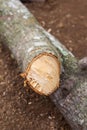 closeup thick tree branch cut end exposed Royalty Free Stock Photo