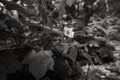 Closeup of a Thimbleberry flower shot in grayscale Royalty Free Stock Photo