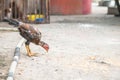 Closeup thin chicken eating paddy on soil ground background with copy space