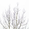 Closeup of thin tree branches of a big tree on a white sky background Royalty Free Stock Photo