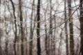 Closeup of thin tree branches covered in thick ice glaze after a severe winter freezing rain storm Royalty Free Stock Photo