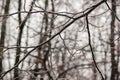 Closeup of thin tree branches covered in thick ice glaze after a severe winter freezing rain storm Royalty Free Stock Photo