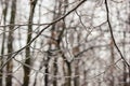 Closeup of thin tree branches covered in thick ice glaze after a severe winter freezing rain storm Royalty Free Stock Photo