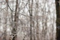 Closeup of thin tree branches covered in thick ice glaze after a severe winter freezing rain storm Royalty Free Stock Photo