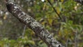 angiosperm tree full of lichens