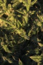 Closeup of thistle leaves, dark green, defense, plant detail Royalty Free Stock Photo