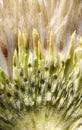 Closeup Thistle