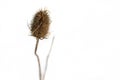 Closeup of a thistle on white background. Nature, plant. Royalty Free Stock Photo