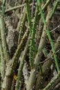 Closeup of thorns of rose. Macro. Royalty Free Stock Photo