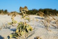 Closeup of a thorny desert plant growing on the sand.