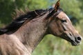 Closeup of a thoroughbred arabian mare Royalty Free Stock Photo