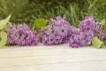 Closeup of three branches of blooming lilac on white rustic wooden surface. Copy space