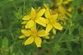 Closeup on three brigh yellow flowers of the perforate saint johns wort, Hypericum perforatum, wildflower in the field