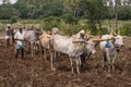 Closeup of three buffalo couples pulling ploughs, India.