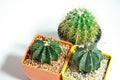 Closeup three cactus flower in color pots, isolated on a white background Royalty Free Stock Photo