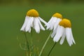 Closeup of three chamomile flowers against a green blurred background. A bunch of marguerite daisy blooms growing in a