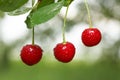 Closeup of three cherries with drops on cherry-tree Royalty Free Stock Photo