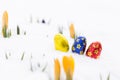 Beautiful chocolate easter eggs with yellow crocus buds on fresh Royalty Free Stock Photo