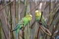 Closeup of three colorful budgies sitting on a tree branch in a park in Kassel, Germany Royalty Free Stock Photo