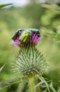 Closeup of three colorful shiny green beetles sitting on a flower bud and blossom in Bulgaria, Europe