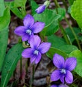 Three common blue violets in Spring Royalty Free Stock Photo