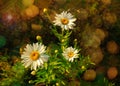 Three daisy in the meadow, Leucanthemum vulgare