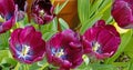 closeup three dark purple Tulips in Spring greenhouse