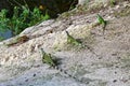 Closeup of three green iguanas on a rock. Royalty Free Stock Photo