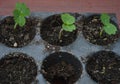 A closeup of nasturtium seedlings in pots, ready for planting