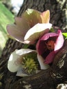 Closeup of three hellebores flowers in a tree