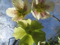 Closeup of three hellebores flowers; lenten roses