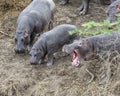 Closeup of three hippos standing on edge of river, one with mouth wide open