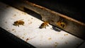 Closeup of three honey bees. Apiculture.