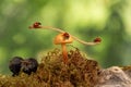 Closeup of three red ladybugs swinging on the branch on the mushroom Armillaria on green background Royalty Free Stock Photo