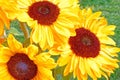 closeup three large sunflowers in Summer residential garden