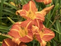 Three Hemerocallis daylily flowers variety Staghorn Sumac Royalty Free Stock Photo