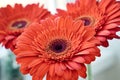 Closeup of three magnificent red gerberas. Red flowers on white